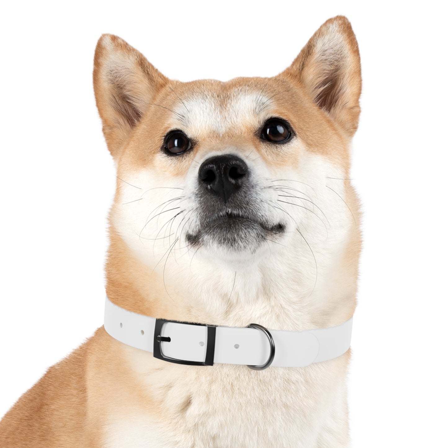 Dog Collar (White)