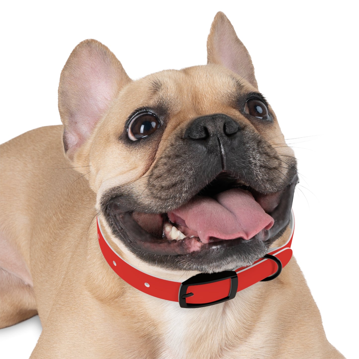 Dog Collar (Red)
