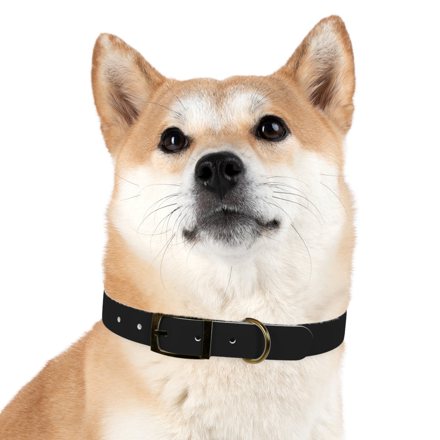 Dog Collar (Black)