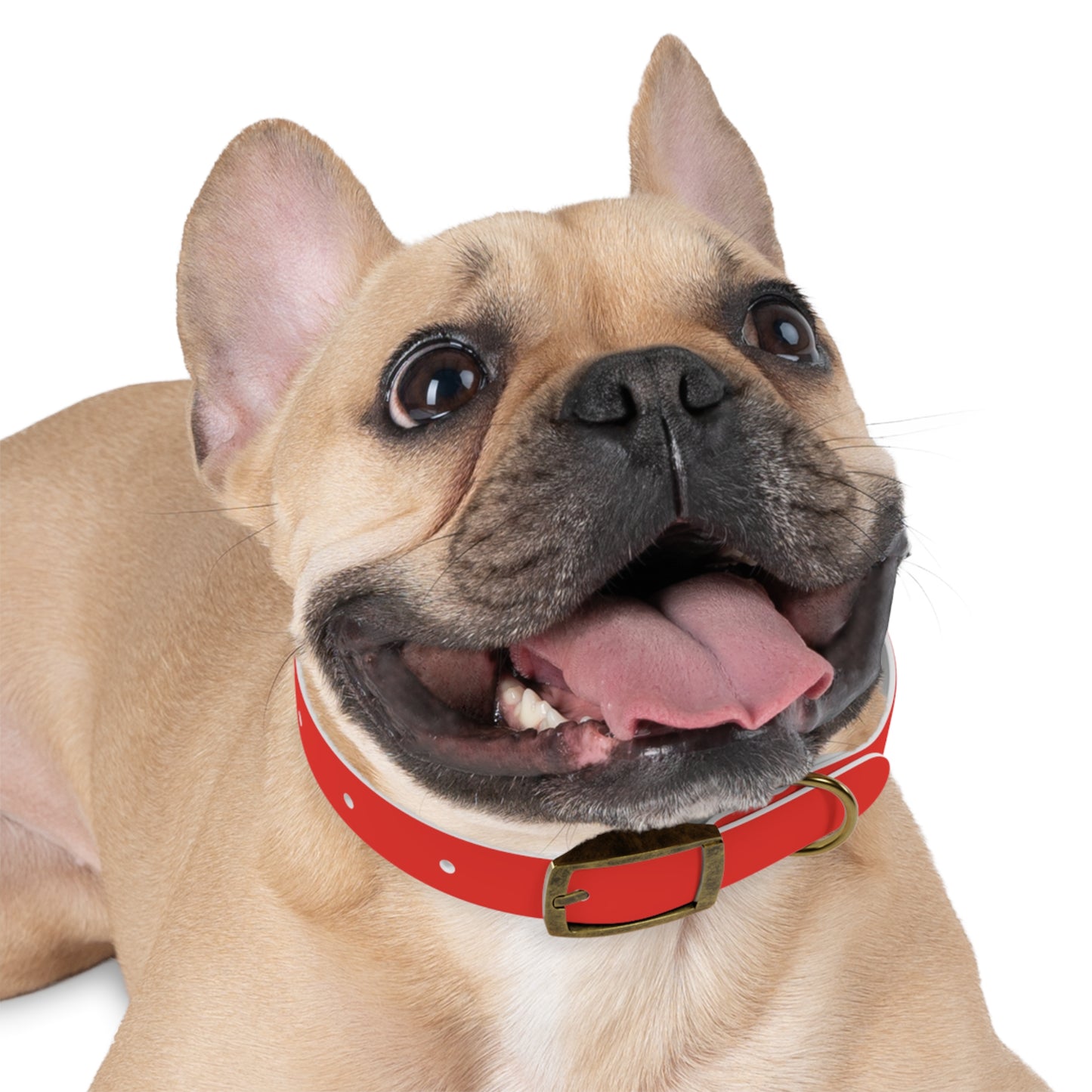 Dog Collar (Red)