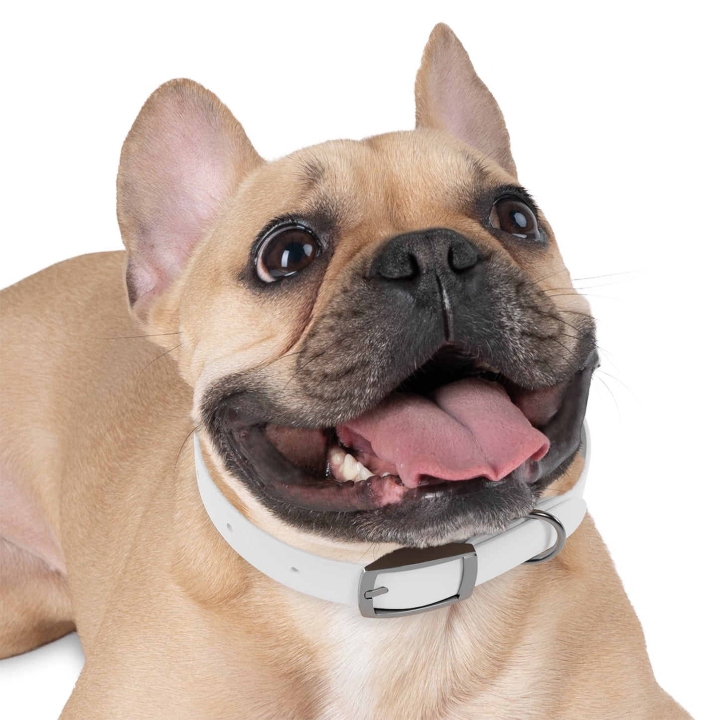 Dog Collar (White)