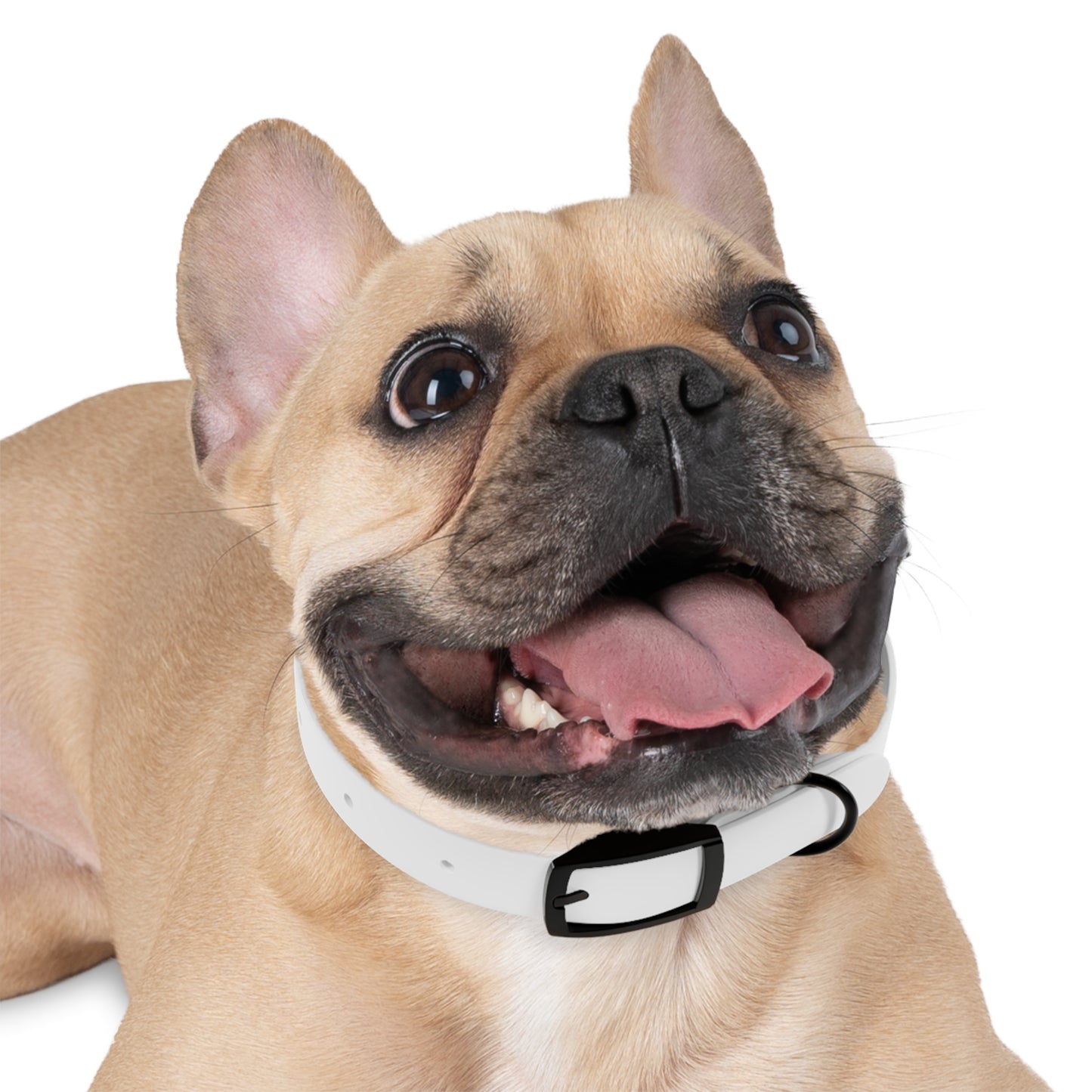 Dog Collar (White)
