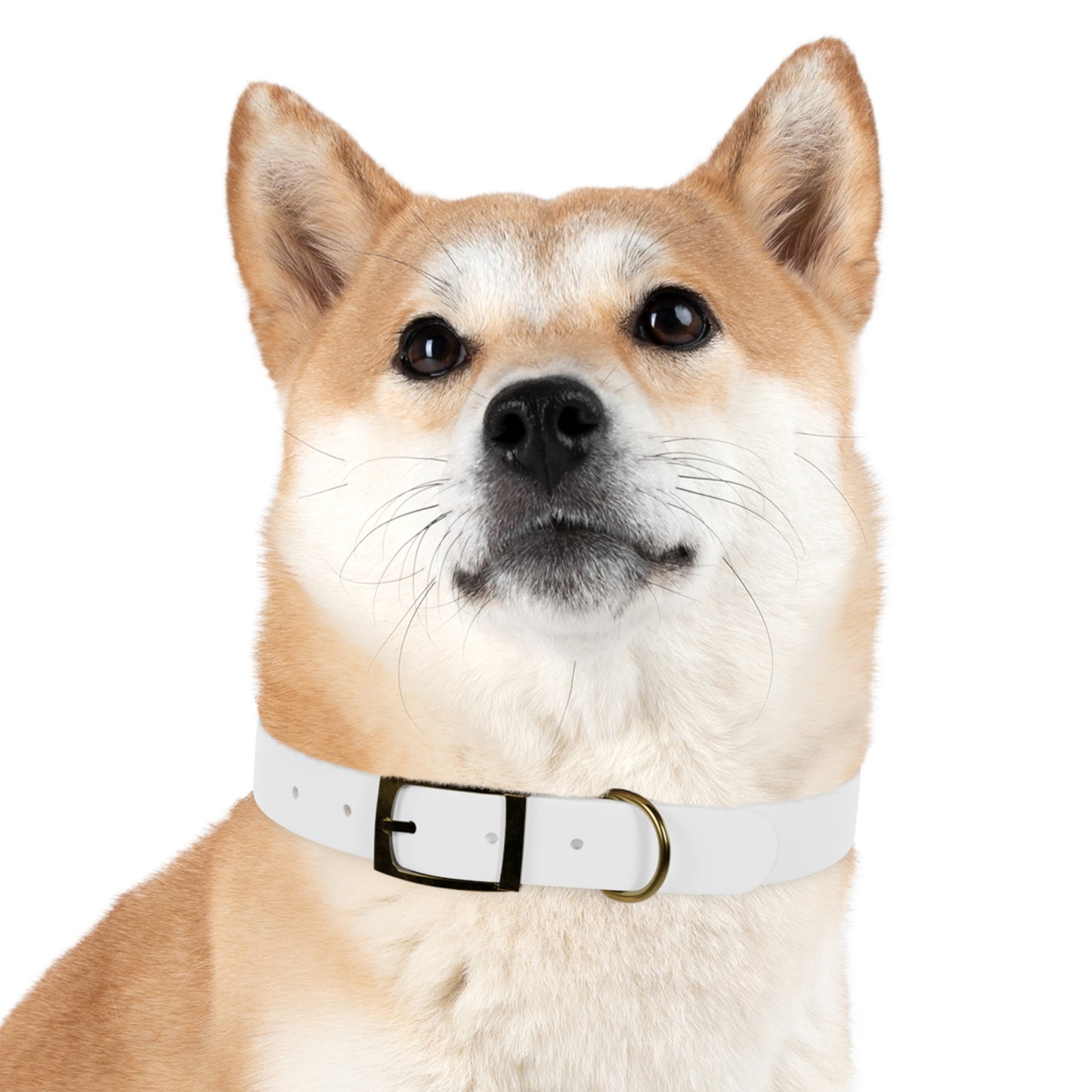 Dog Collar (White)