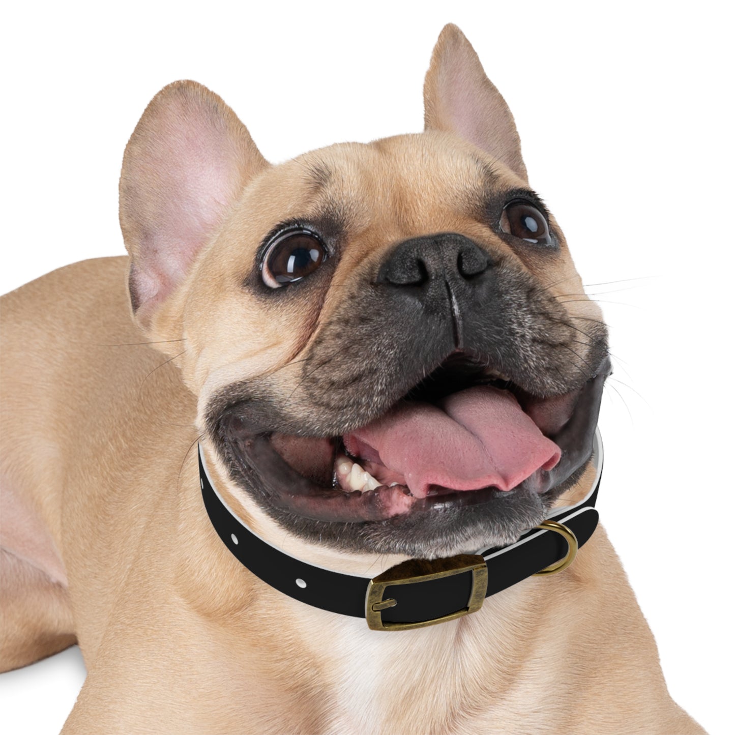Dog Collar (Black)
